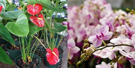 富貴樹種類|花開富貴過好年：10 個帶好運植栽推薦！金錢樹、發。